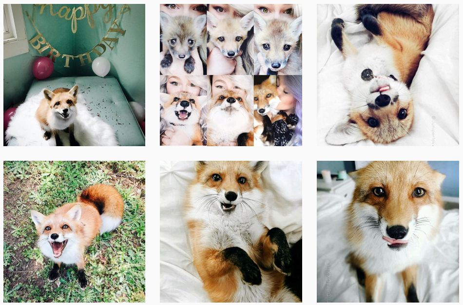 animale-simpatice-de-urmarit-pe-instagram